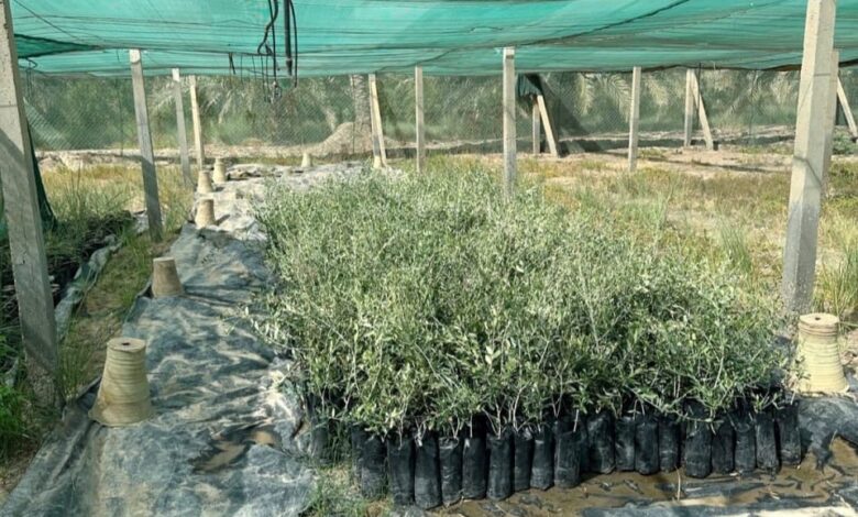 جمعية نحالي كربلاء التخصصية تبادر بحملة توزيع شتلات أشجار الزيتون على النحالين المجازين في المحافظة