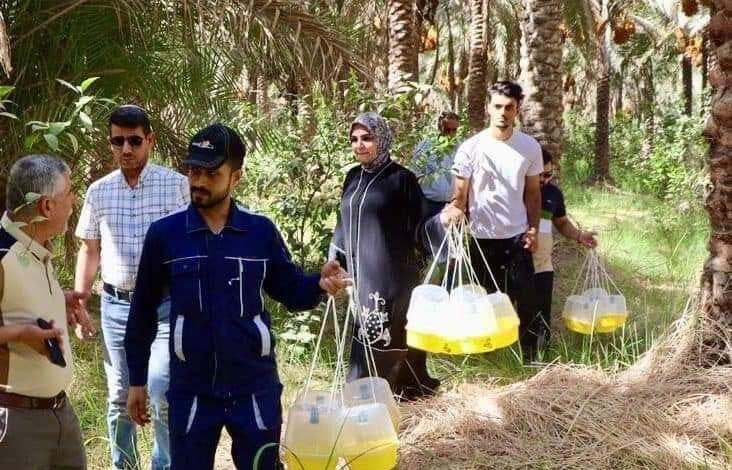 الجمعيات الفلاحية في كربلاء ترافق كوادر دائرة وقاية المزروعات لإجراء عملية مكافحة حشرة ذباب الخوخ في الجيل الخريفي لعام ٢٠٢٤