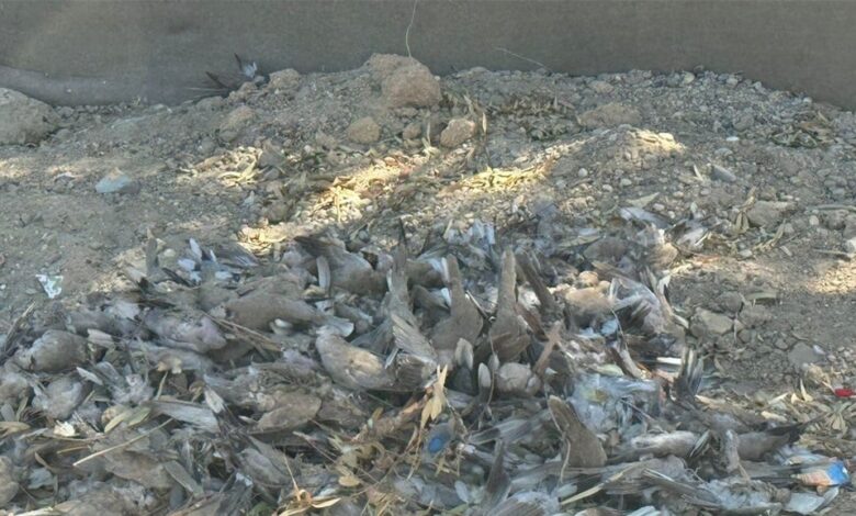 16 جهة حكومية تبدأ التحقيق في ظاهرة نفوق الحمام في بابل