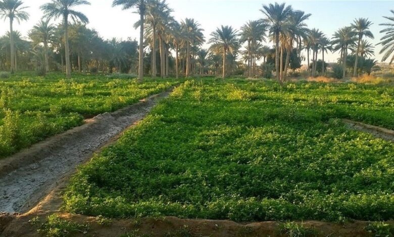 قفزة في صادرات العراق الزراعية خلال 2024