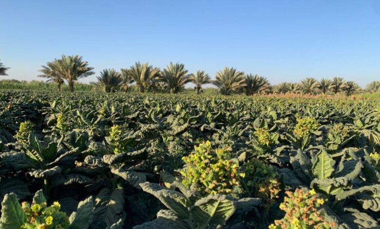قضاء الجدول الغربي ينفرد بزراعة (التنباك) في كربلاء … والجمعيات الفلاحية تطالب بالدعم وإعادة تشغيل معامل إنتاج التبغ