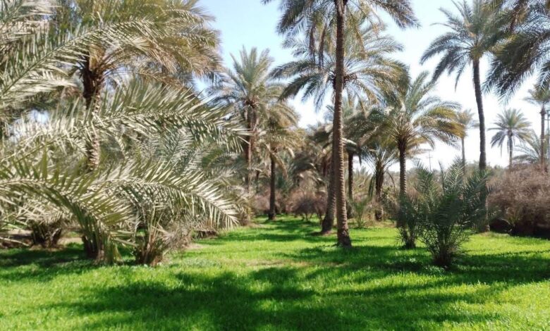 الصلامية.. نخيل يرفع الهامات ونهر يسقي العقول علماً ومعرفة وتسامحاً